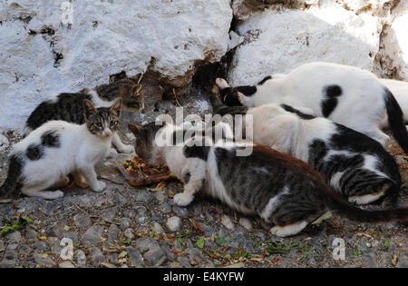 Les chats errants dans la région de manger dans la rue Vieille ville de Rhodes, Grèce Banque D'Images