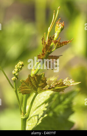 Les bourgeons de printemps bourgeonnant sur une vigne dans le vignoble. Profondeur de champ. Banque D'Images