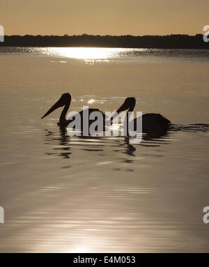 Deux pélicans à silhouette. Banque D'Images