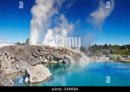 Pohutu geyser, la vallée thermale de Whakarewarewa, Rotorua, Nouvelle-Zélande Banque D'Images