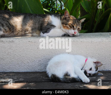 Chat chaton grec avec la prise de pause de l'après-midi, Rhodes, Grèce Banque D'Images