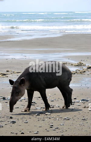 Tapir de Baird sur la plage à la recherche de nourriture le parc national de Corcovado, Costa Rica Banque D'Images