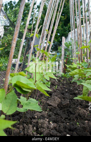 Deux rangées de haricots avec des filets protecteurs et les cannes Banque D'Images