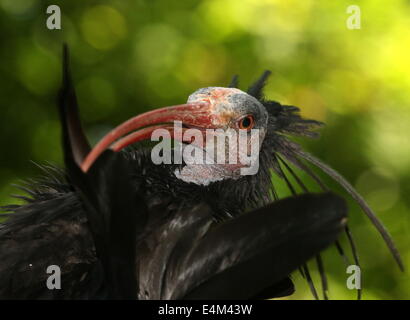 Ibis chauve Ibis ermite ou (Geronticus eremita), close-up Banque D'Images