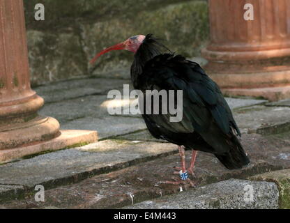 Ibis chauve Ibis ermite ou (Geronticus eremita), close-up Banque D'Images