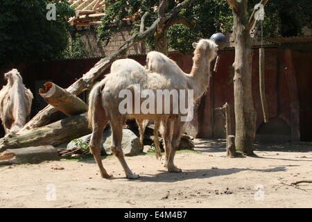 Chameau de Bactriane (Camelus ferus) dans un zoo définition Banque D'Images