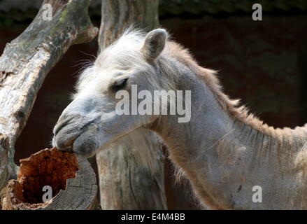 Gros plan de la tête d'un chameau de Bactriane (Camelus bactrianus ferus) Banque D'Images