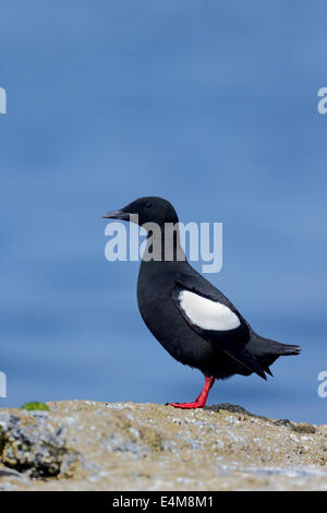 Le guillemot à miroir (Cepphus grylle), oiseau unique, sur le roc. Orcades, Juin 2014 Banque D'Images