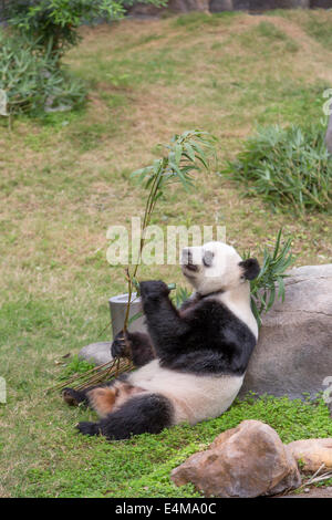Chine HONG KONG Ocean Park grand aquarium panda Banque D'Images