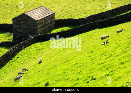 Grange en pierre et murs en pierre sèche. Moutons paissent sur une colline escarpée dans Swaledale, Yoprkshire Dales National Park Banque D'Images