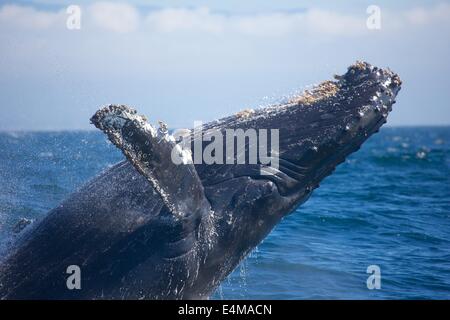 Une baleine à bosse les brèches dans la baie de Monterey, au large de Moss Landing Harbour, près de Monterey, Californie Banque D'Images