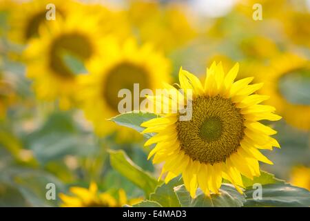 Les champs de tournesols en fleurs près de Woodland dans le Comté de Yolo, en Californie. Banque D'Images