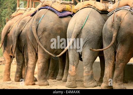 Les éléphants dans le parc national Royal de Chitwan au Népal Banque D'Images