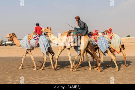 Chameaux avec robot-jockeys sur la route de Dubaï sur le chemin de l'entraînement. Banque D'Images