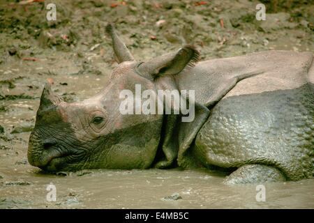 Rhinocéros sauvages en voie de disparition dans le parc national de Chitwan, au Népal Banque D'Images