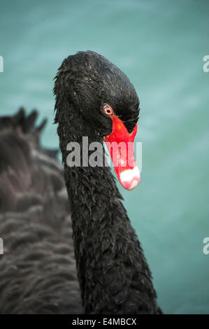 Tête de cygne noir Banque D'Images