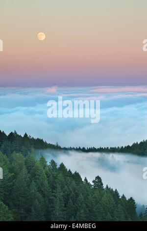 La pleine lune se lève au-dessus du brouillard et de la forêt sur Mt. Tamalpais, comté de Marin, en Californie Banque D'Images