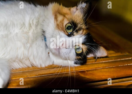 Un très heureux Chat Calico sur une table avec une plume de paon Banque D'Images