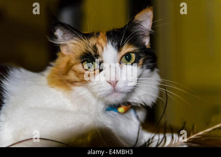 Un très heureux Chat Calico sur une table avec une plume de paon Banque D'Images