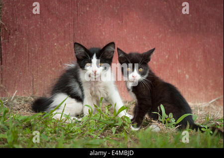 Paire de chatons grange Banque D'Images