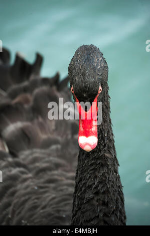 Tête de cygne noir Banque D'Images