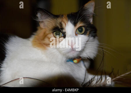 Un très heureux Chat Calico sur une table avec une plume de paon Banque D'Images