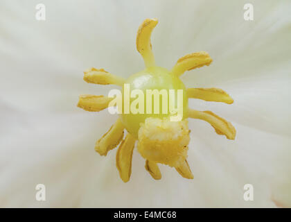 Un gros plan macro shot d'une pomme de Blossom Banque D'Images