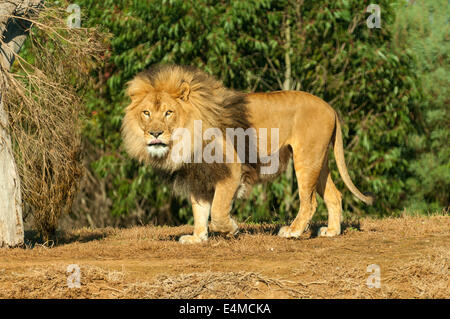 Lion mâle à Werribee Open Zoo, Werribee, Victoria, Australie Banque D'Images