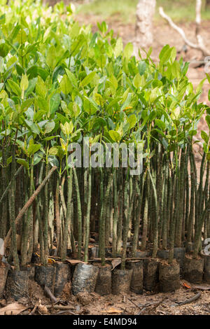 Plants de mangrove en préparation pour la plantation en Thaïlande. Banque D'Images