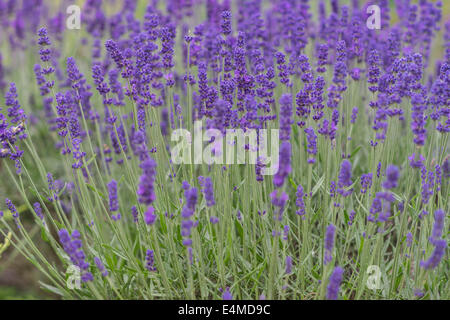 La floraison des fleurs de lavande parfumés close up Lavandula angustifolia Banque D'Images