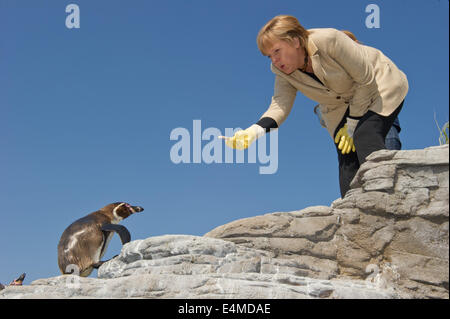 Fichier - une archive photo datée du 06 mai 2011 montre la chancelière allemande Angela Merkel (cherchent à attirer un pingouin avec un peu de nourriture au cours de sa visite de Mecklembourg-Poméranie-Occidentale dans la région de Stralsund, Allemagne. Merkel a 60 ans le 17 juillet 2014. Photo : Stefan Sauer/dpa Banque D'Images