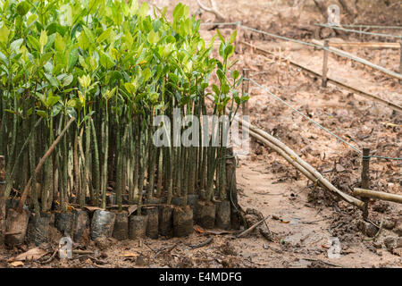 Plants de mangrove en préparation pour la plantation en Thaïlande. Banque D'Images