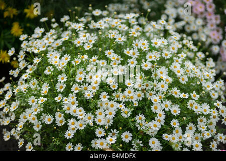 Grappe de fleurs blanches daisies Banque D'Images