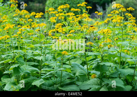 Oxeye jaune yellow ox-eye Heartleaf ox-eye fleurs Telekia speciosa Banque D'Images