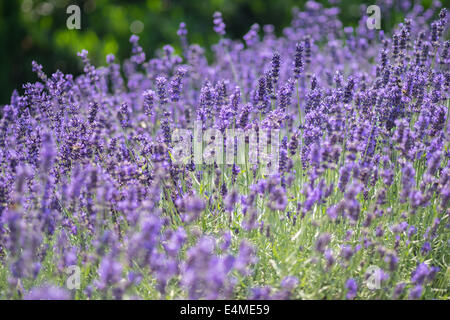 La floraison des fleurs de lavande parfumés close up Lavandula angustifolia Banque D'Images