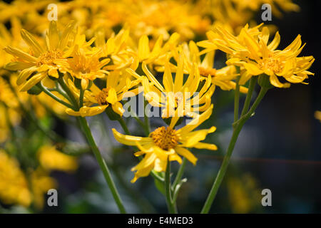 Lingularia yoshizoeana fleurs jaune Banque D'Images