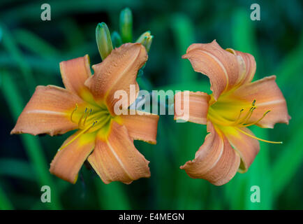 Deux fleurs de lys orange Hemerocallis Banque D'Images