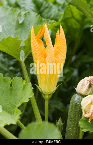 Cucurbita pepo de plus en plus de fruits et de fleurs à l'extérieur. Courgette 'Defender'. Banque D'Images