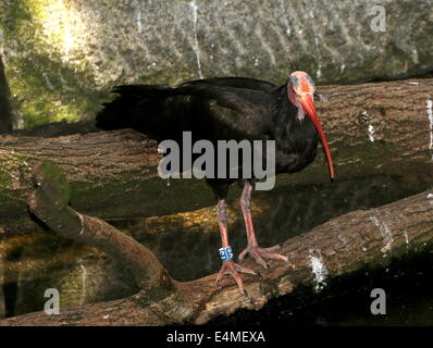 Ibis chauve Ibis ermite ou (Geronticus eremita), close-up Banque D'Images