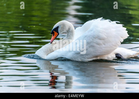 Cygne sur le lac blanc avec des ailes jusqu'à l'orgueil et la position courbée suivant . Portrait de réflexion Swan Swan sur l'eau Banque D'Images