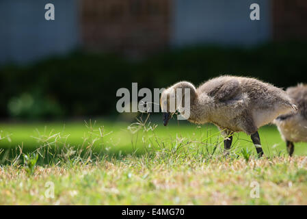 La bernache du Canada mignon gosling se nourrissant de l'herbe de printemps Banque D'Images