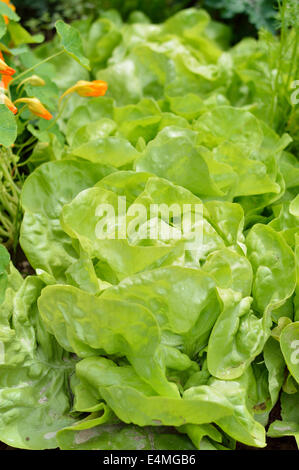 Close-up of green la laitue (Lactuca sativa) dans un jardin. Le jardinage biologique. Banque D'Images