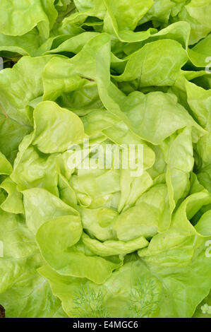 Close-up of green, de la laitue (Lactuca sativa). Vue de dessus, jardin arrière-plan. Banque D'Images