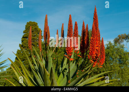 L'aloe arborescens aloe candélabres, dans Werribee Mansion Werribee, jardins, Victoria, Australie Banque D'Images