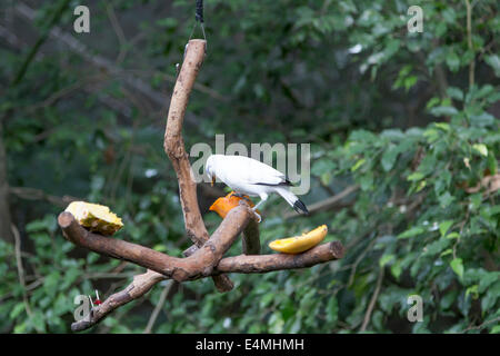 Chine HONG KONG Volière Edward Youde Bird Park Banque D'Images