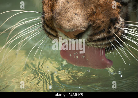 Tigre du Bengale en captivité de l'eau potable Banque D'Images