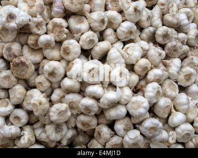 Beaucoup de violet blanc bulbes italienne sur l'affichage à la vente à un marché de producteurs à l'extérieur. Banque D'Images