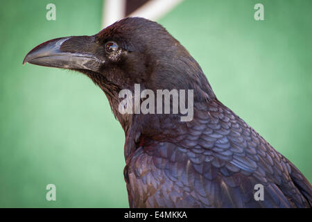 Black crow dans un échantillon d'oiseaux de proie, foire médiévale Banque D'Images