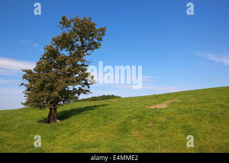 Un seul arbre d'aubépine dans un pâturage du bétail sur une colline dans l'english channel, en Angleterre, sous un ciel d'été bleu. Banque D'Images