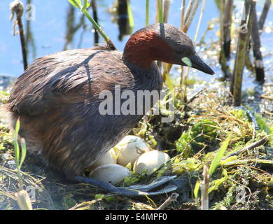 Femelle adulte Grèbe Castagneux (Tachybaptus ruficollis) broyer sur le nid, de se lever pour montrer ses quatre oeufs Banque D'Images